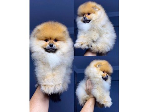 A Kalite Pomeranian Boo Yavrular