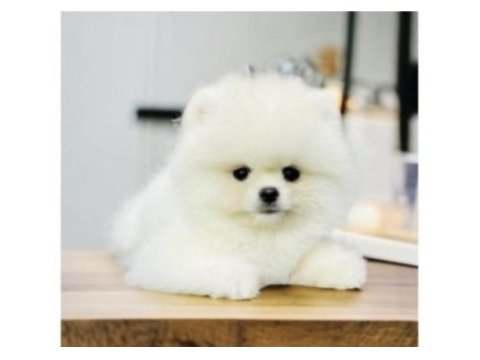 Pomeranian Boo Cinsi Yavrularımız
