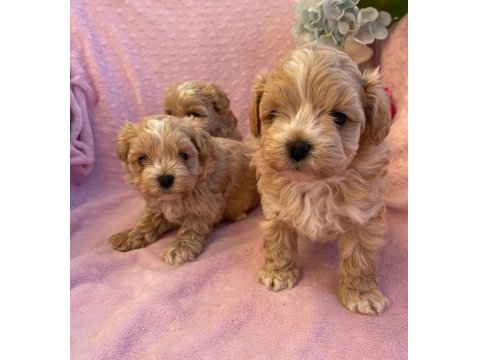 Maltipoo Mini Teacup Yavrularımız