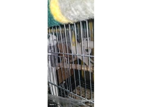 Yavru Alınmış Çift Sultan Papağanı