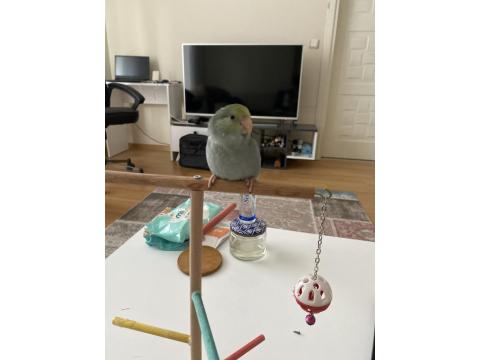 2.5 Aylık Dişi Turkuaz Forpus