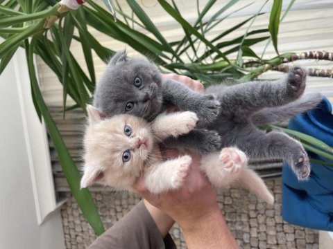 British Shorthair Son Yavru Lilac