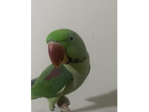 Alexander Papağanı 12 Aylık