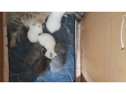 Yeni Doğmuş Yavru Kediler