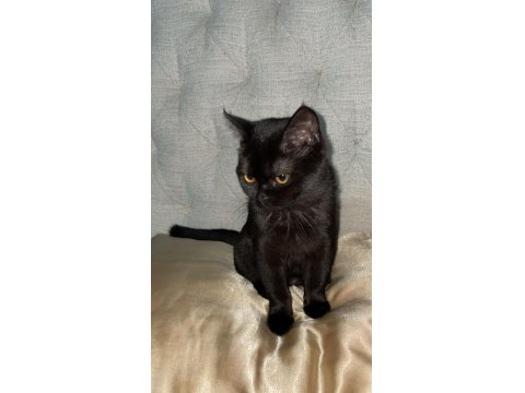 8 Aylık Kedimiz Kömür