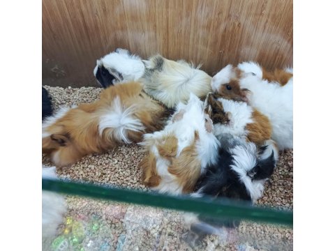 Guinea Pigler Veteriner Teknikerinden