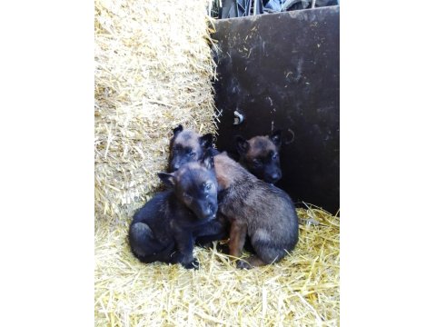 Belçika Kurdu Bebekler