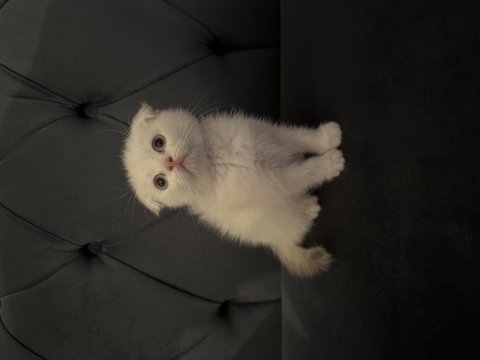 Safkan Scottish Fold Yavruları Ayı Surat 2 Aylık..!