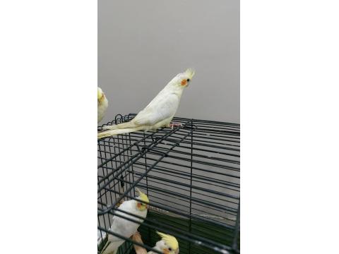 Yeme Düşmek Üzere El Besleme Yavru Sultan