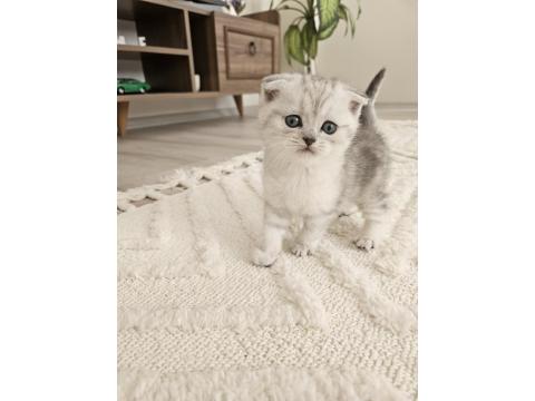 Oyuncu Scottish Fold Kedisi