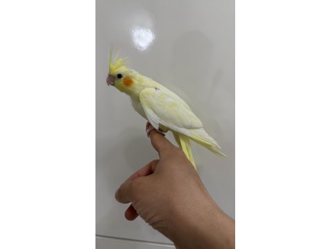 Sultan Papağanlarımız Sahiplendirilecek