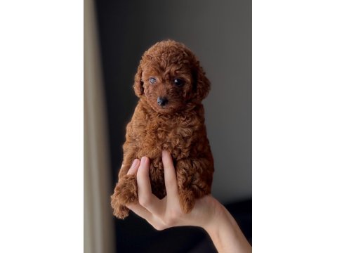 Safkan Poodle Yavrusu Sevgi Dolu Dostunuz