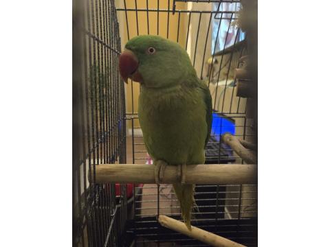 Evcil Yavru Alexander