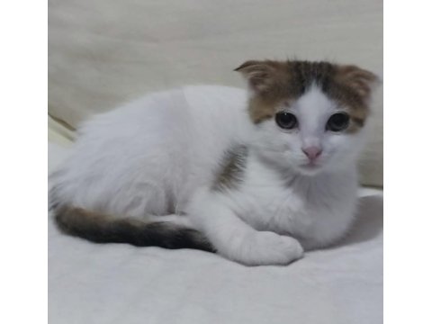 Cins Kedi Yavrusu Evcildir