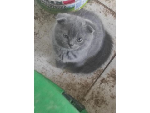 Scottish Fold Bebeklerimiz Teslime Hazırdır