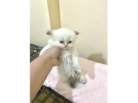 Beyaz Uzun Tüylü Minnak Erkek Kedimiz Mavi Gözlü