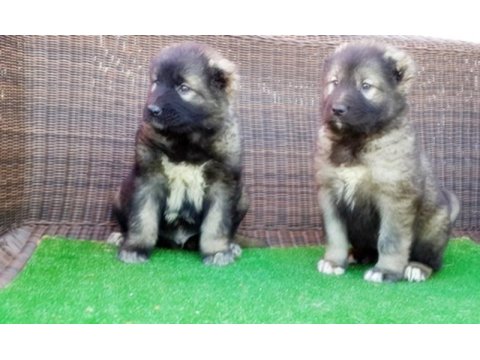 Kafkas Çoban Köpeği