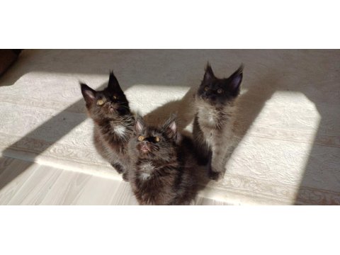 Blue Ve Black Smooke Maine Coon