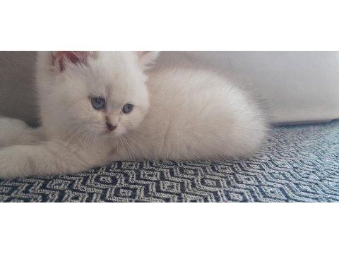 British Shorthair Blue Point