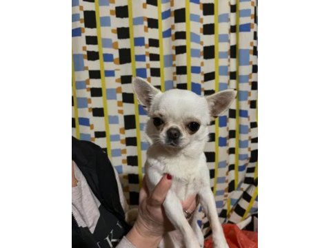 Elma Kafa Küt Burunlu Chihuahua