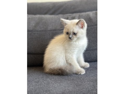 Lynx British Shorthair Bebekler