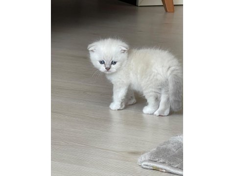 Scottish Fold Yavru