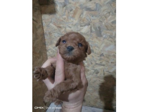 Her İle Sorunsuz Poodle Gönderim Vardır