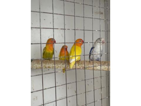 Cennet Papağanlarımız