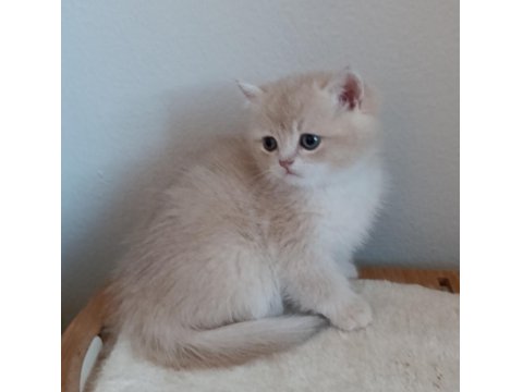 British Shorthair Safkan Kediler