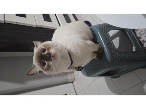 British Shorthair Çikolata Point