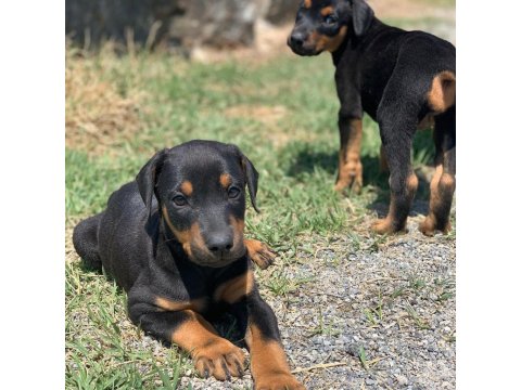 A Kalite Doberman Yavruları
