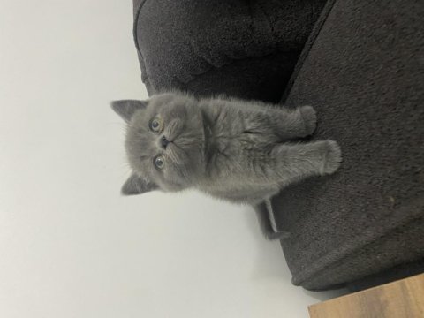 Ayı Surat British Shorthair Yavrum