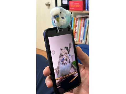 Anaç Muhabbet Kuşu