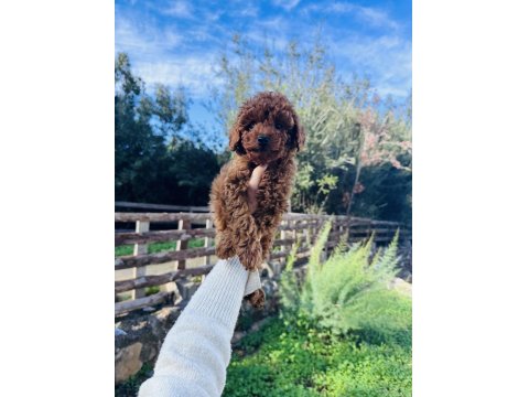 Toy Poodle Red Brown Bebeklerimiz Hazır