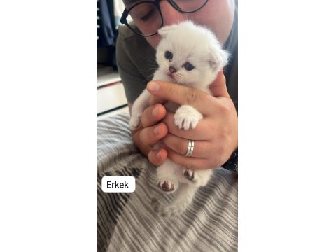 Sıcak Yuvasını Arayan Sevimli Mavi Gözlü Boncuk Kediler