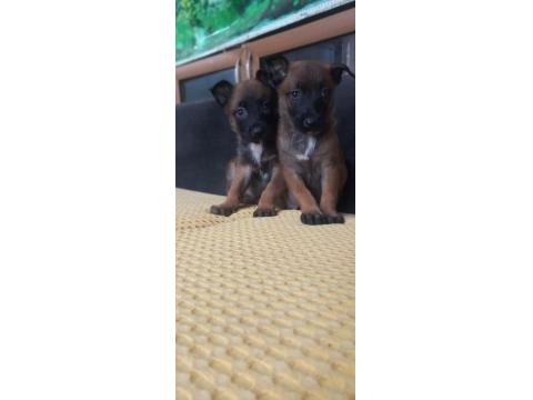 Bursadan Malinois Yavrular