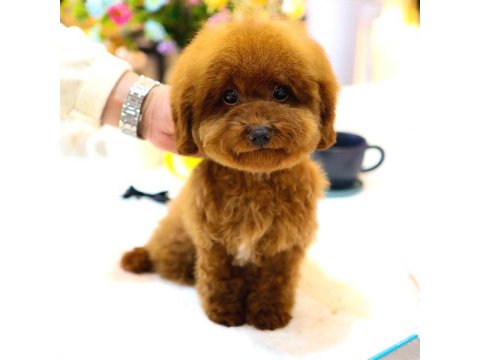 Korean Toy Poodle Yavrum