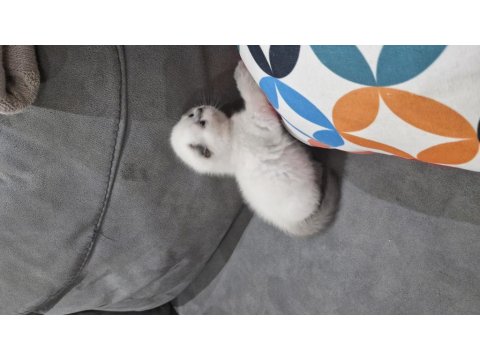 1.5 Aylık Dişi Ve Erkek Kediler