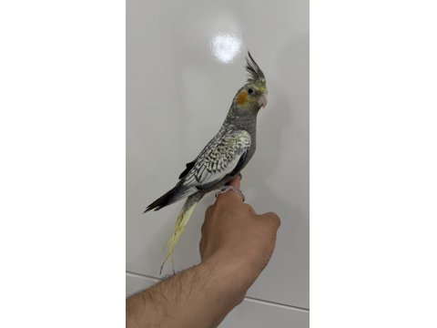 Sultan Papağanı Yavrular Sahiplendirilecek