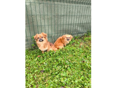 Uyguna Sahiplendirilecek 2 Yaşında Pekinez Dişi