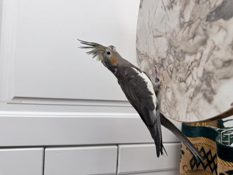 Sultan Papağanlarım