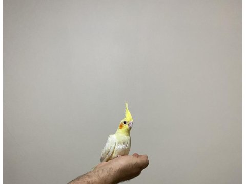 1.5 Aylık Sultan Papağanı Yavruları Ele Alıştırmalık