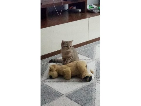 Dişi Masum Tatlı Kedimiz