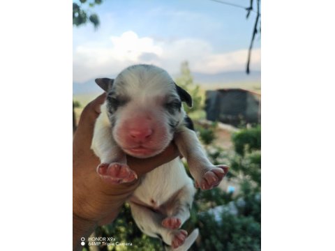A Kalite Sağlıklı Safkan Border Collie Bebekler