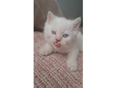 Bembeyaz Mavi Gözlü Dişi British Shorthair Yavru
