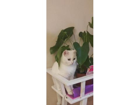 British Shorthair Erkek Kısır Cipli 4 Yaşında Ücretsiz