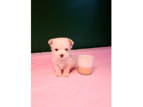 Kusursuz Maltese Yavru Köpeklerimiz