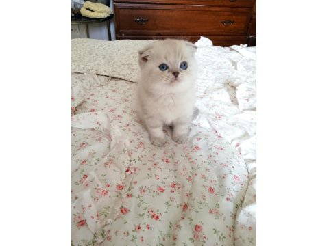 Scottish Fold Lynx Point Top Kafa