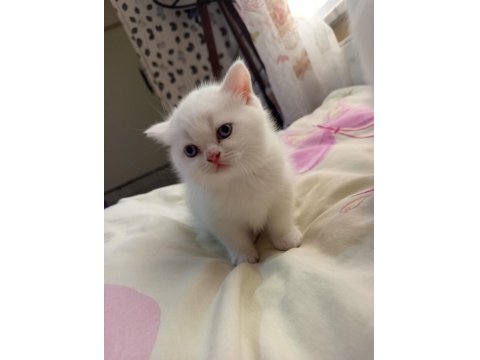 Kar Beyazı Scottish Fold Mavişler