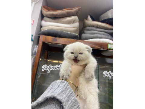 2 Aylık Scottish Fold Shorthair Yavru Kedilerimiz